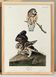 Poster about the Pygmy Owl, based on an old engraving from 1827