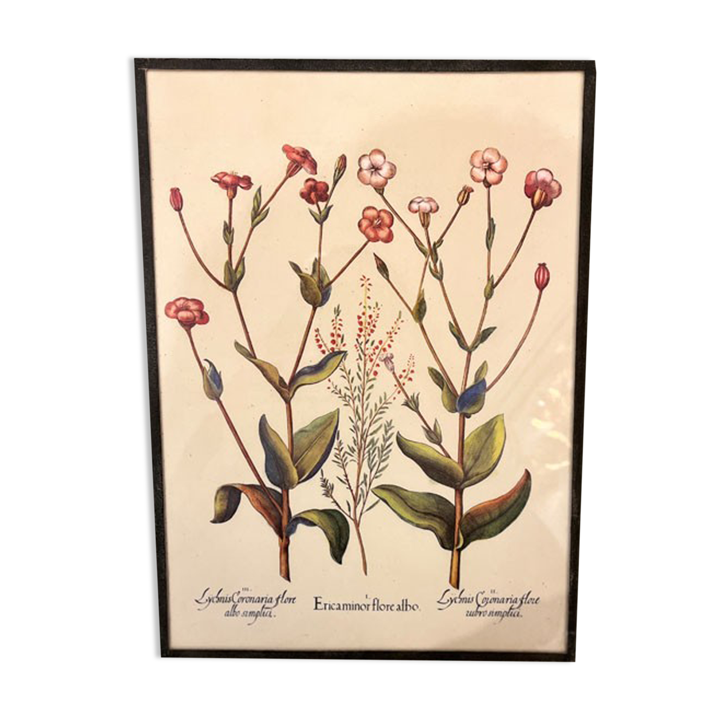Old framed botanical board