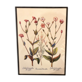 Old framed botanical board