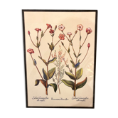 Old framed botanical board