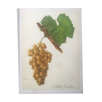 Planche botanique vigne