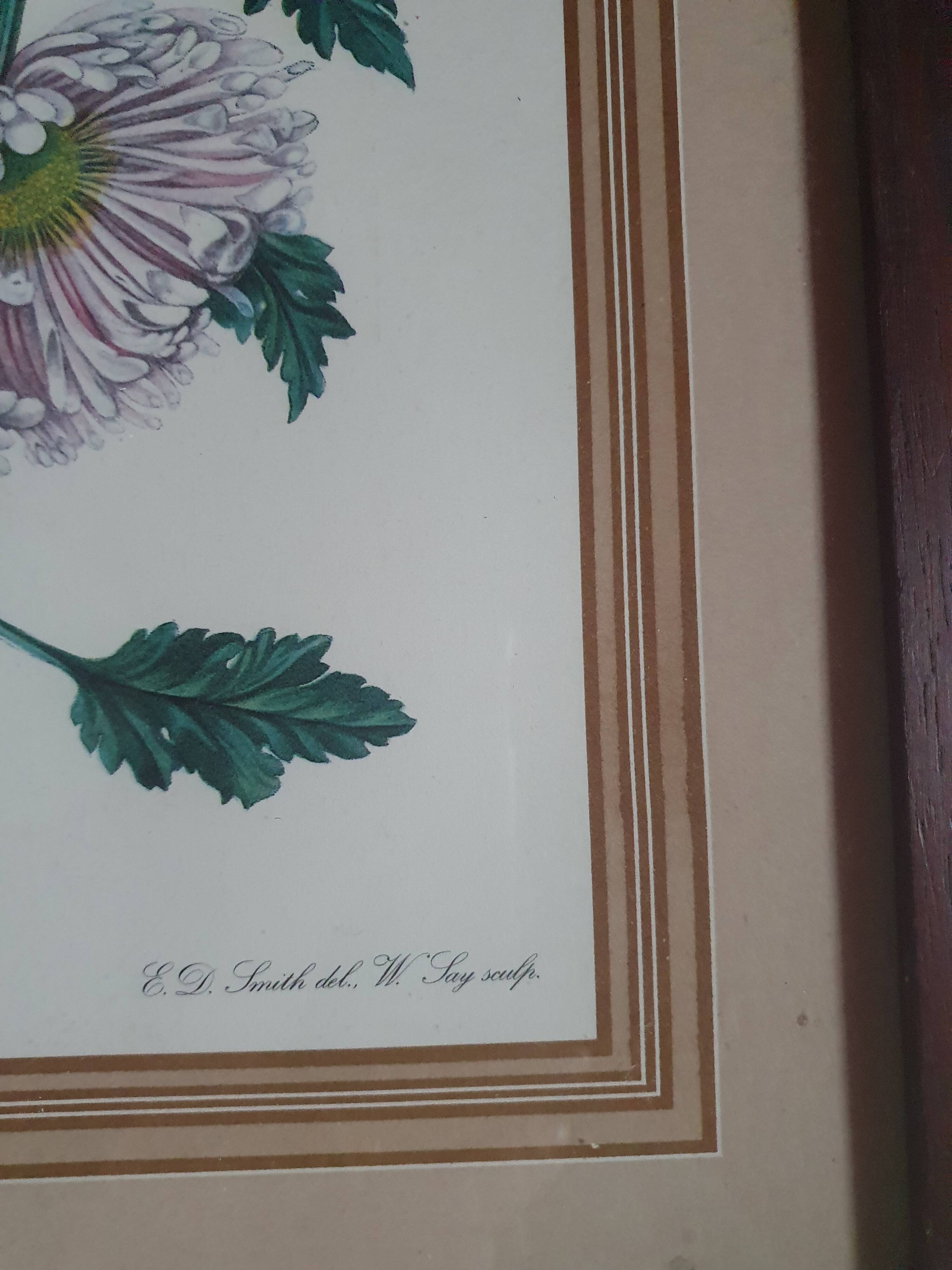 frame canvas poster vintage flowers chrysanthemim chrysanthemum ed smith deb w say scup