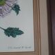 frame canvas poster vintage flowers chrysanthemim chrysanthemum ed smith deb w say scup