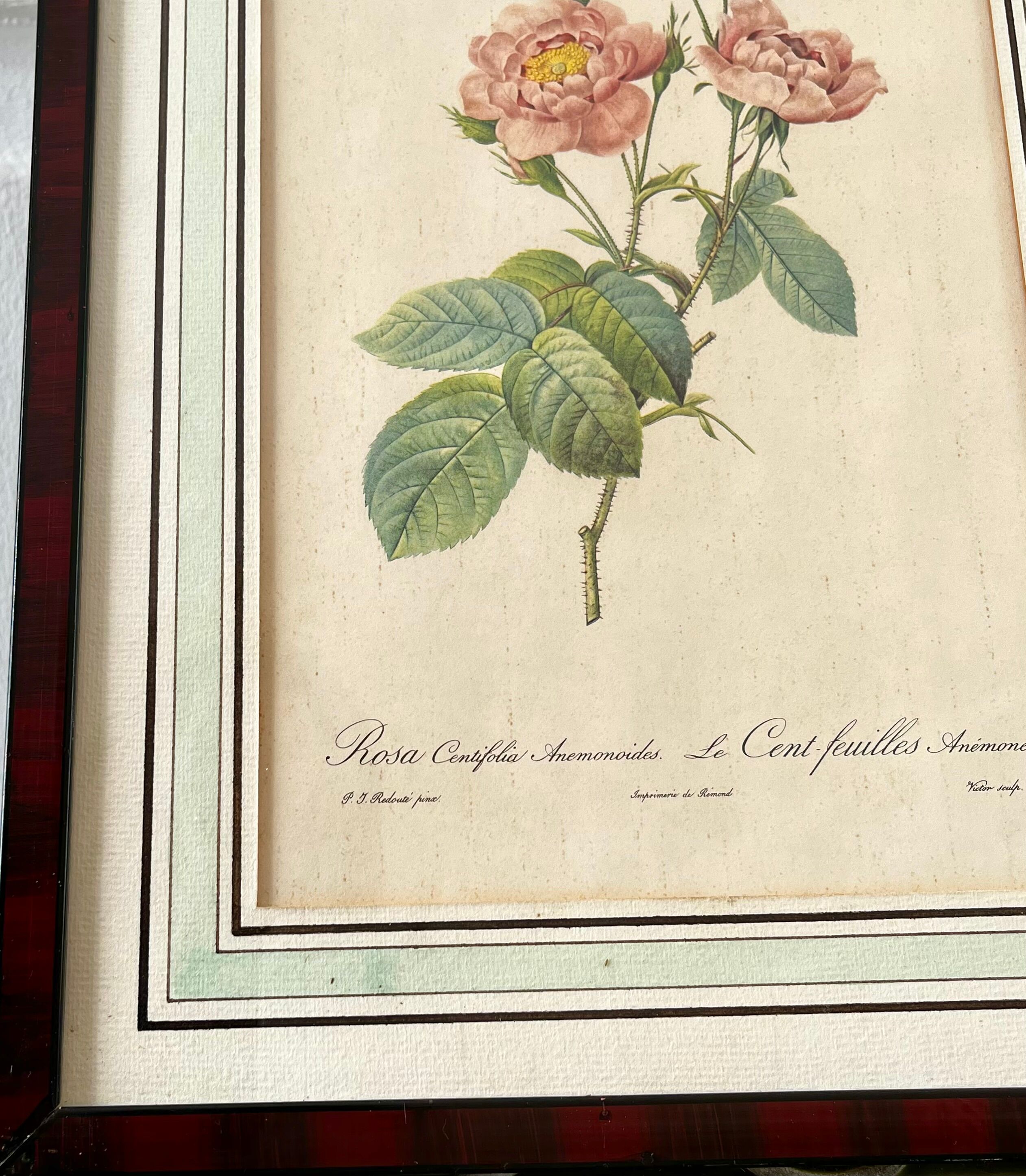 Botanical plate P-J feared Rosa centifolia Anemonoides