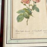 Botanical plate P-J feared Rosa centifolia Anemonoides