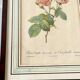 Botanical plate P-J feared Rosa centifolia Anemonoides