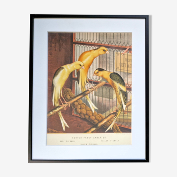 Old Canary Birds lithograph from 1880