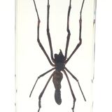 Lot of 3 insects under inclusion resin