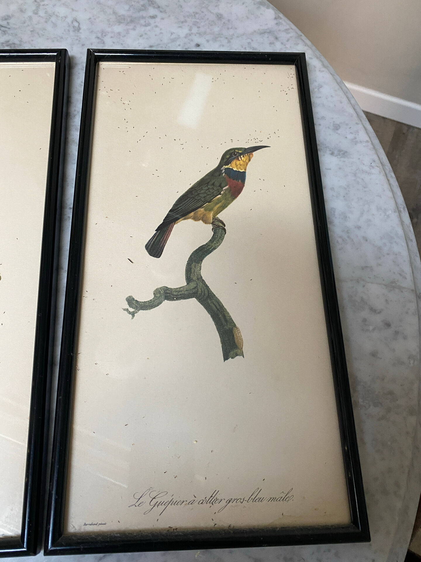 Vintage bird lithographs
