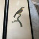 Vintage bird lithographs