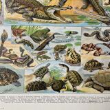 Old illustration "Reptiles"