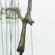 10 brochettes d'antilopes brutalistes
