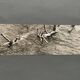 Lot de 3 photos anciennes Bernard Darot Lac Ile Sapins XXe