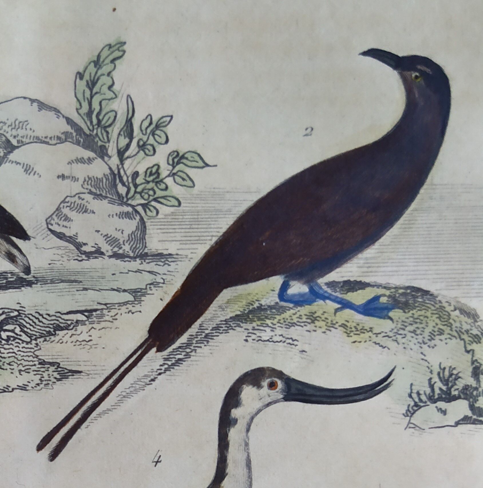 Original ornithological plate "