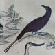 Original ornithological plate "