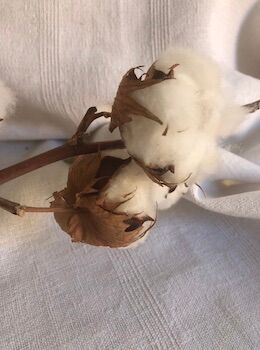 Winegrower's tablecloth, old linen, bedding