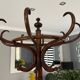 Parrot coat rack Thonet 1920s