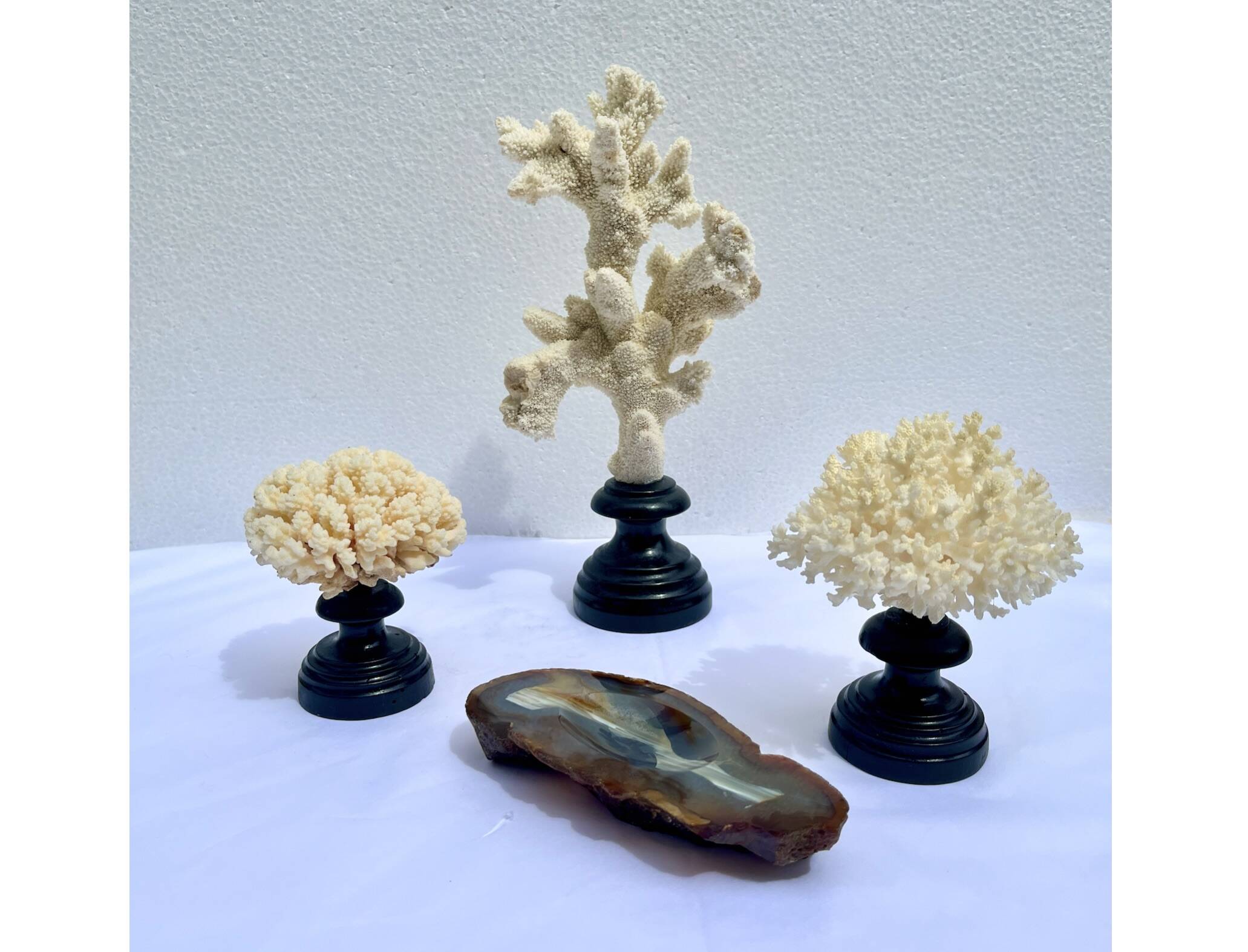 Natural white coral on wooden base turned Napoleon III 19th century cabinet of curiosities