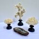 Natural white coral on wooden base turned Napoleon III 19th century cabinet of curiosities