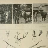 Gravure ancienne 1922, Cornes d'animaux, formes, cervidée • Lithographie, illustration originale