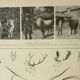 Antique engraving 1922, Animal horns, shapes, deer • Lithograph, original illustration
