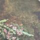 Watercolor on paper by Valentin Nossikov XXth Still Life with Heather
