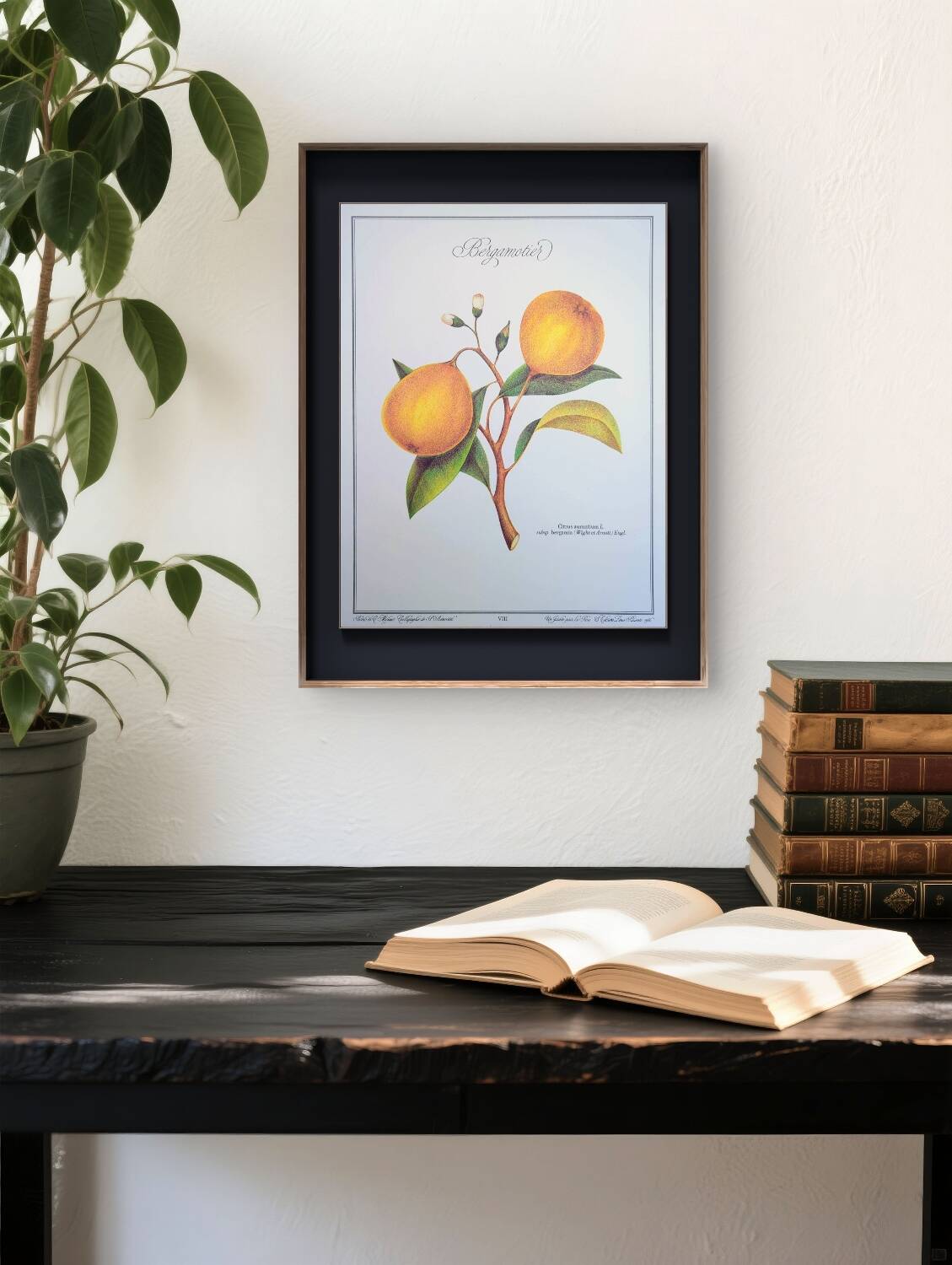 Printed in 1986, the bergamot tree. Vintage Botany.