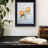 Printed in 1986, the bergamot tree. Vintage Botany.