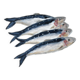 “Sardines in USA” by Joseph Rethlin