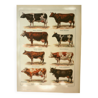 Gravure ancienne 1921 - Vache et races bovines - illustration de la ferme