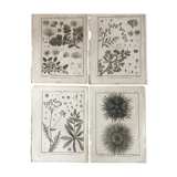 Lots of 4 old engravings, Natural History, Botany
