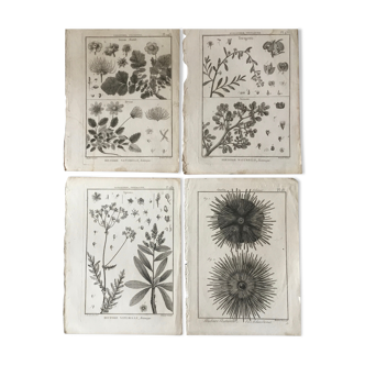 Lots of 4 old engravings, Natural History, Botany