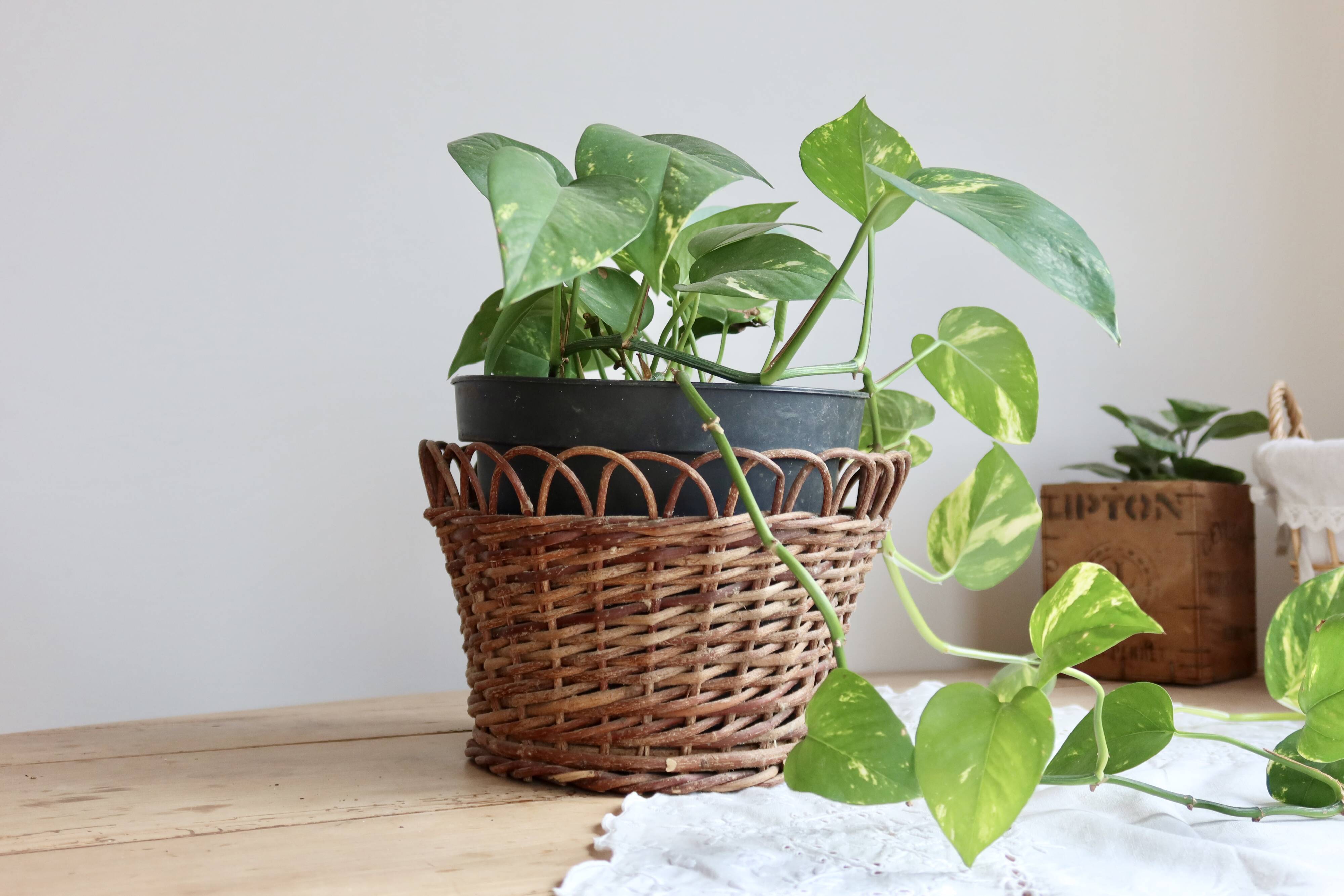 Cache-pot vintage rotin tressé – Accessoire plante d'intérieur