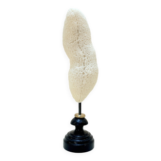 Natural white coral cushion on turned wooden base Napoleon III 19th century cabinet of curiosities