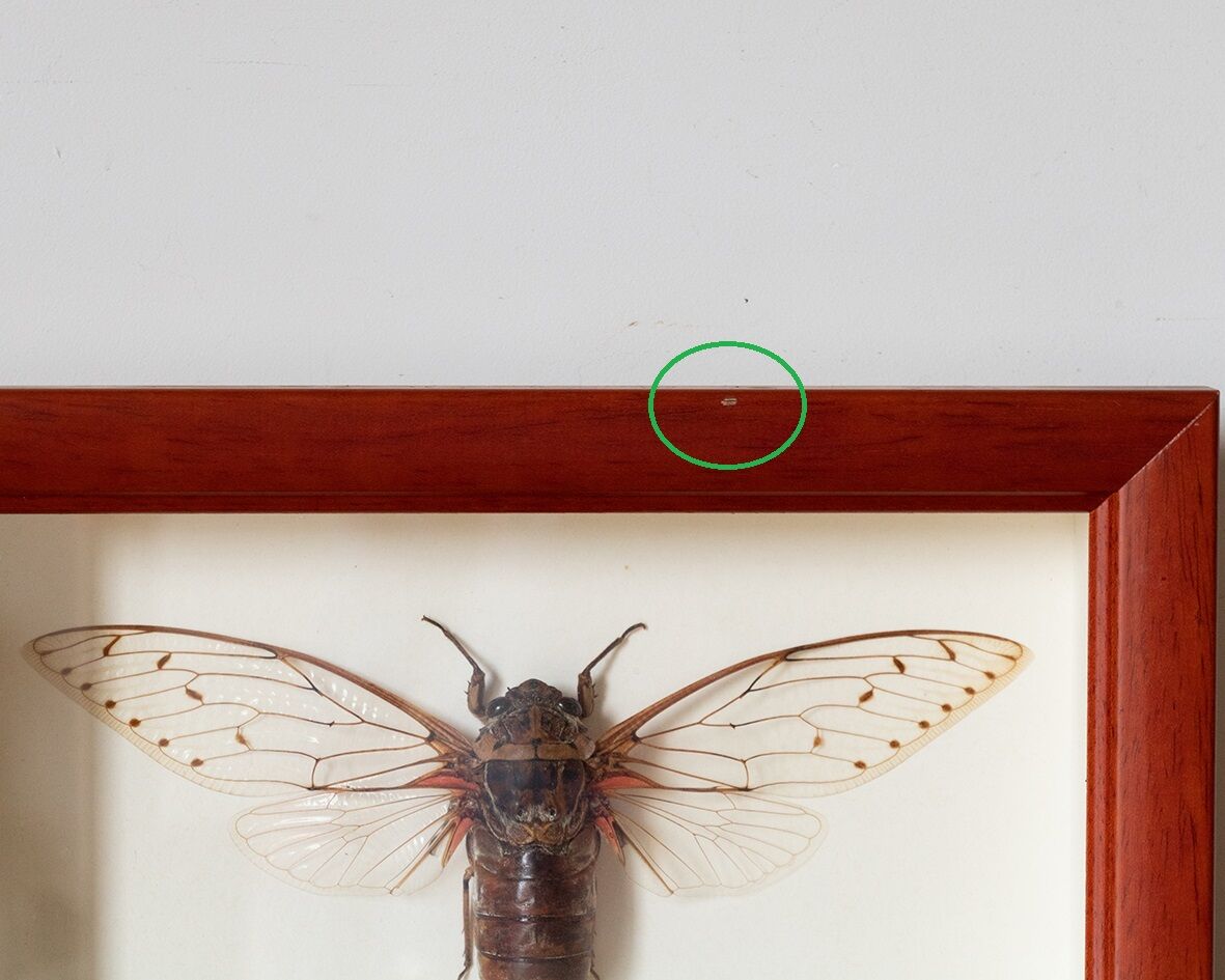 Naturalized insect frame