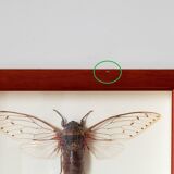 Naturalized insect frame