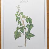 Botanical board -Ivy- Illustration of medicinal plants