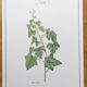 Botanical board -Ivy- Illustration of medicinal plants