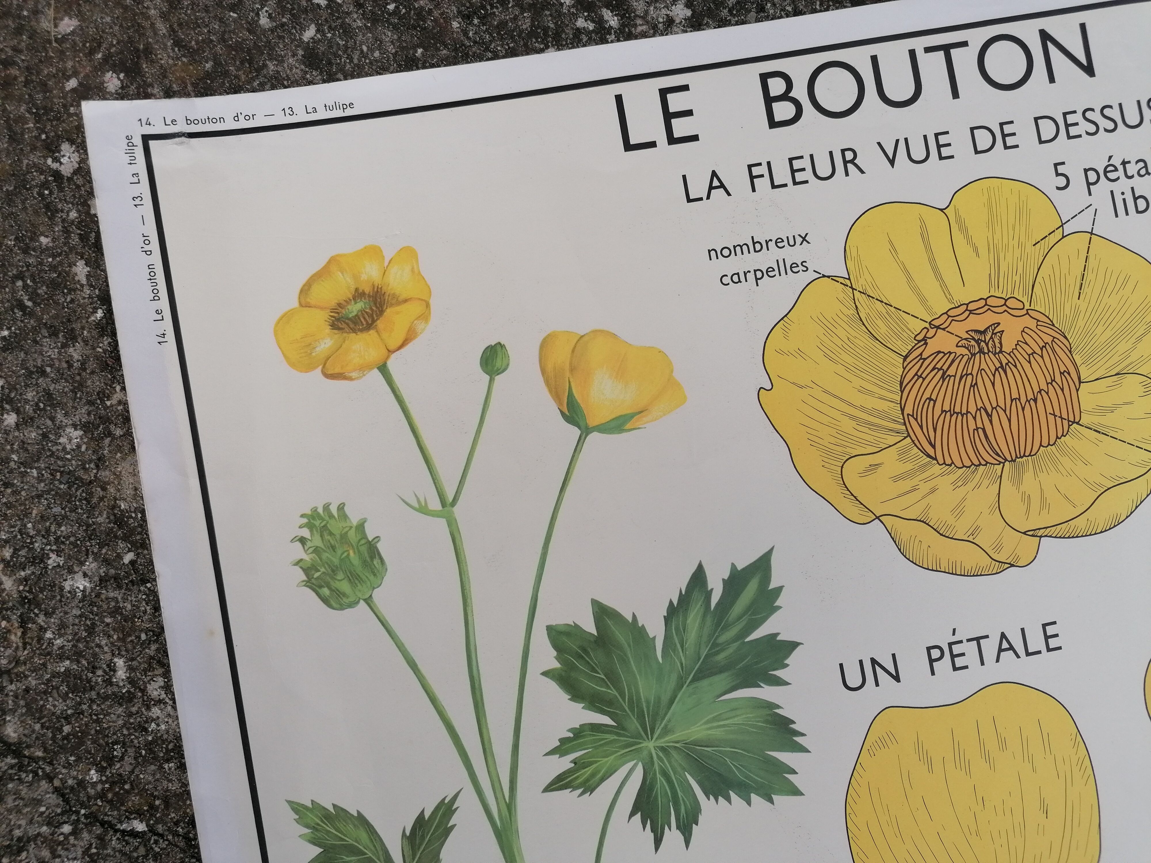 Vintage rossignol school educational poster - the tulip and the golden button