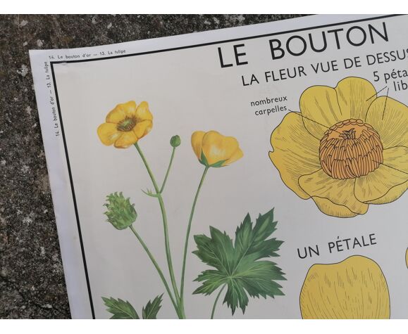 Affiche pédagogique scolaire rossignol vintage - la tulipe et le bouton d'or