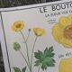 Vintage rossignol school educational poster - the tulip and the golden button