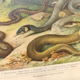 Zoological plate from 1909 - Snake - Old engraving from 1909