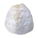 White coral