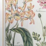Cadre planche botanique pelargonium