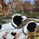 "Chiens en chasse". Signature. Huile sur panneau.