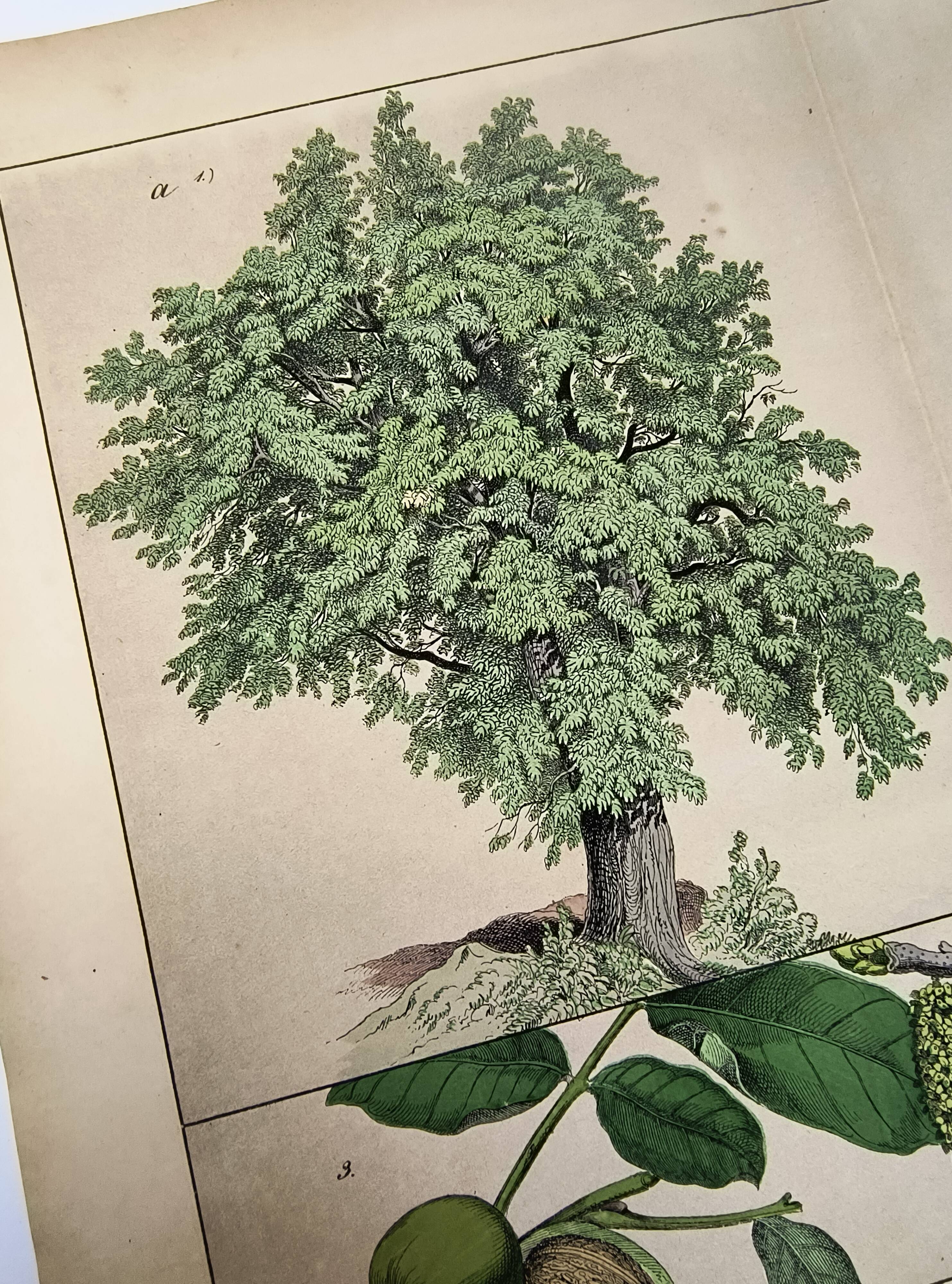 Botanical engraving 1870 - Walnut and Hazelnut - Tree Plate