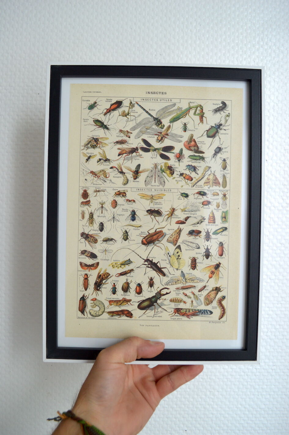 Entomological framework insects 1923