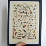 Entomological framework insects 1923