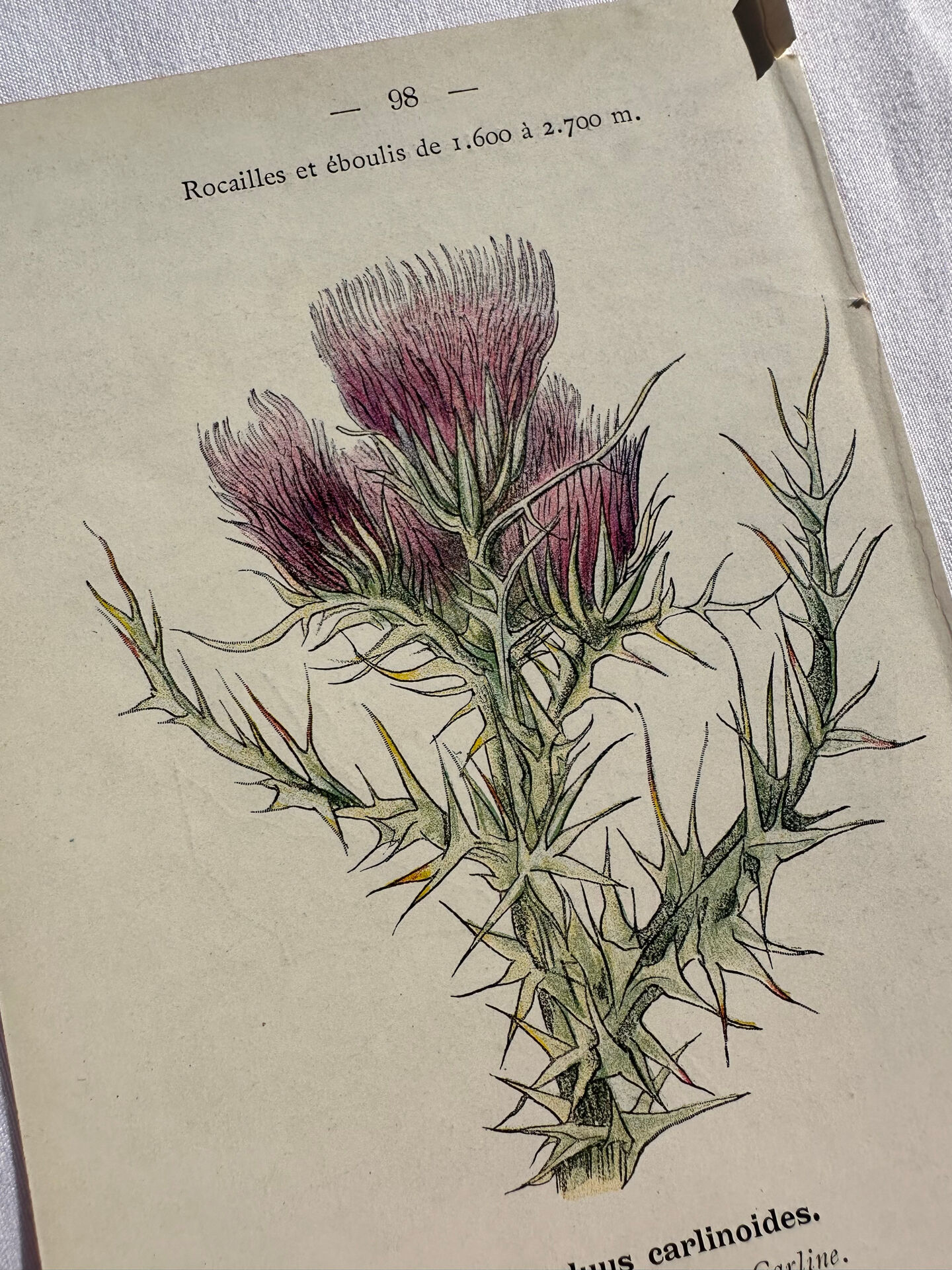 Naturalist Plate – 19th Century Botanical Engraving, Double-Sided