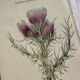 Naturalist Plate – 19th Century Botanical Engraving, Double-Sided